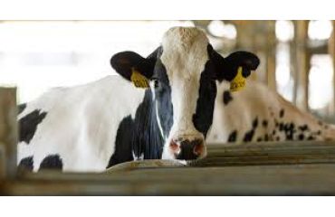 Particularităţi endocrine ale metabolismului vacilor de lapte din rasa Holstein